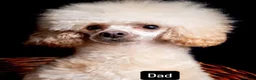 Cavapoo dogs for sale: 1 stunning girl F1b toy-Cavapoo DNA Tested lines  - Advert 18