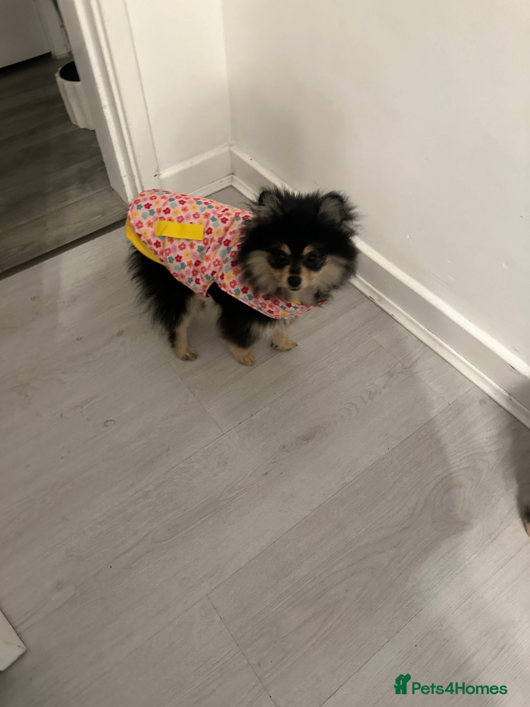 Pomeranian dogs for sale: 6 month old Pomeranian puppies - Advert 4