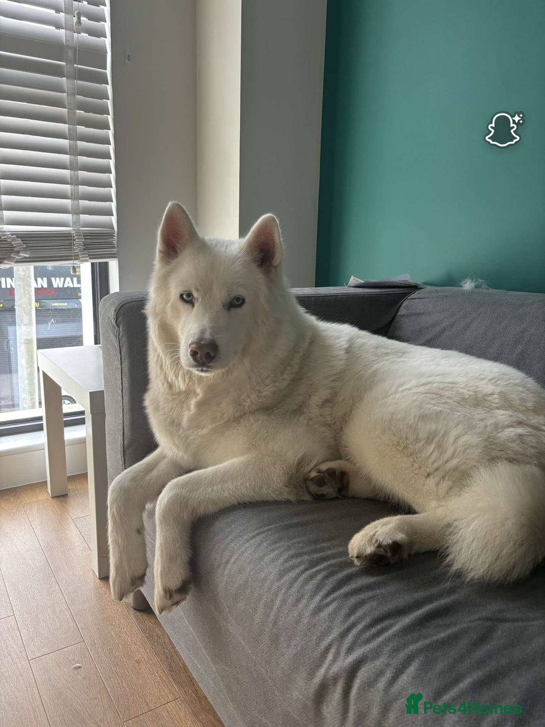 Siberian Husky dogs for sale: Husky for Re homing  - Advert 2