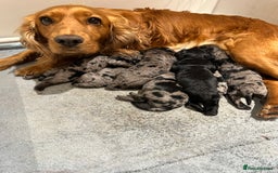 Cockapoo dogs for sale: Adorable Merle Cockapoo Puppies - Image 4