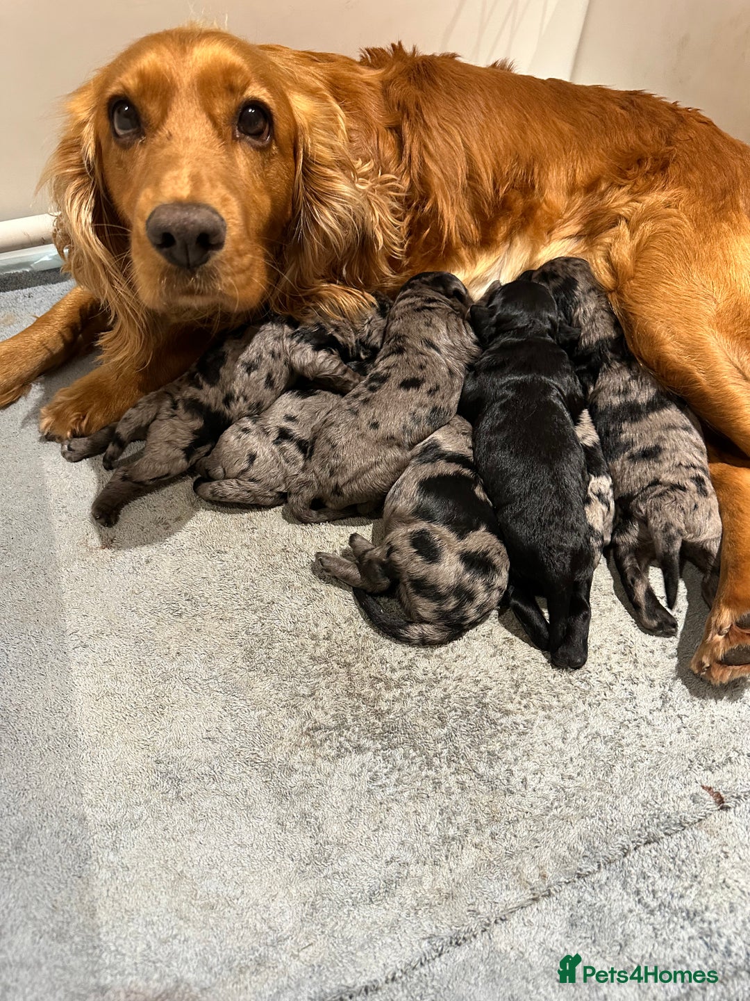 Cockapoo dogs for sale: Adorable Merle Cockapoo Puppies - Image 4