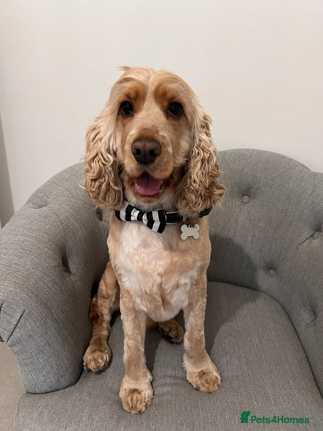 Cocker Spaniel dogs for sale: Ralph  - Advert 3