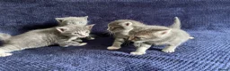 Mixed Breed cats for sale: Gorgeous grey, white and tabby kittens for sale - Advert 35