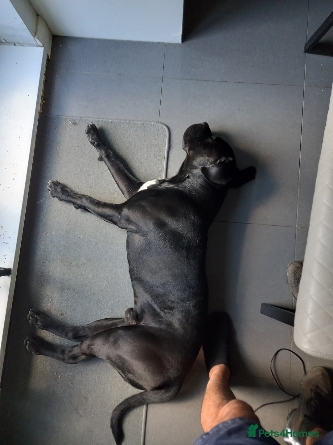 Cane Corso dogs for stud: Sully needs to Pop his Cherry - Free Stud - Advert 2