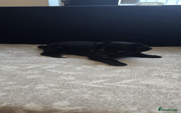 Goldador dogs for sale: Goldador x Labrottie Miniature Puppies for Sale - Advert 22