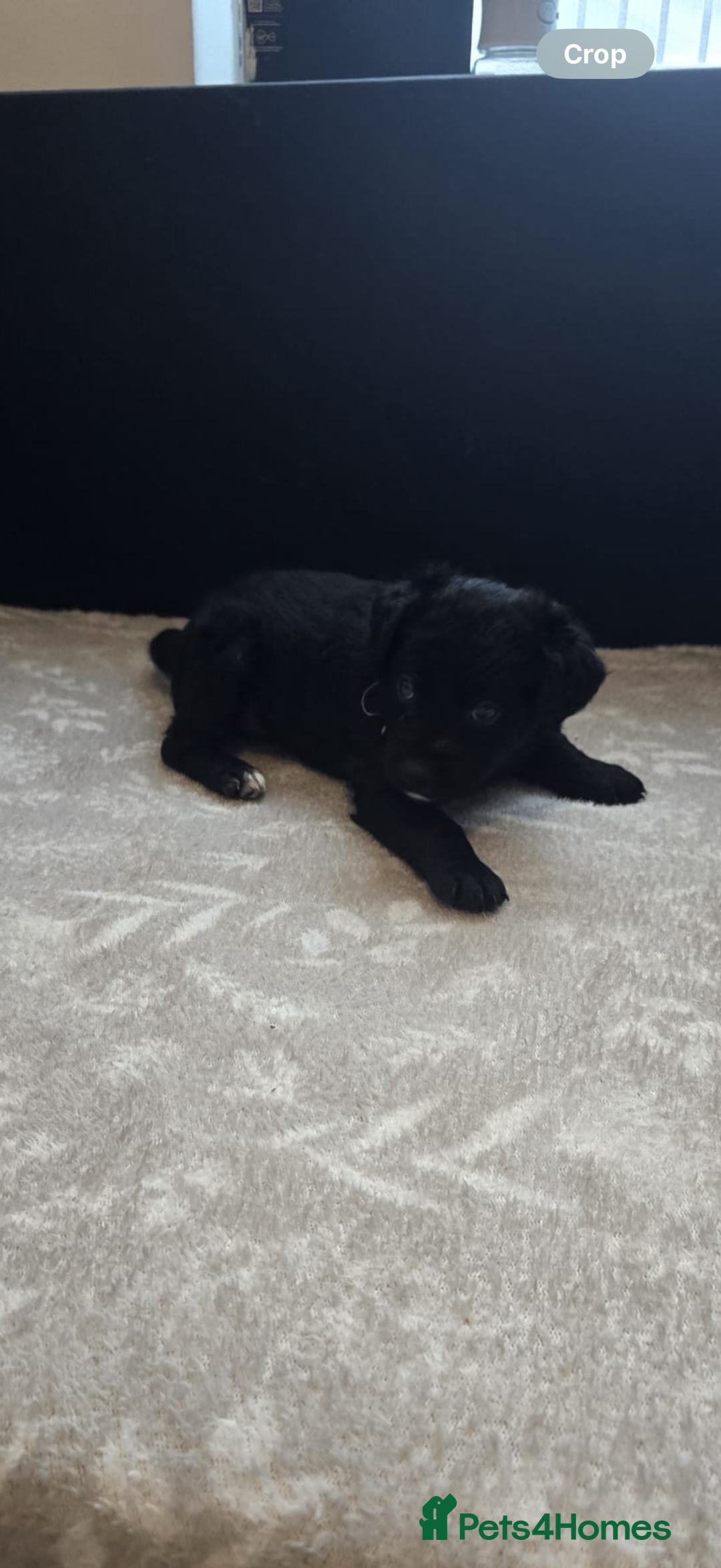 Goldador dogs for sale: Goldador x Labrottie Miniature Puppies for Sale - Advert 22