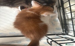 Mixed Breed cats for sale: Only 3 kittens left! - Image 31