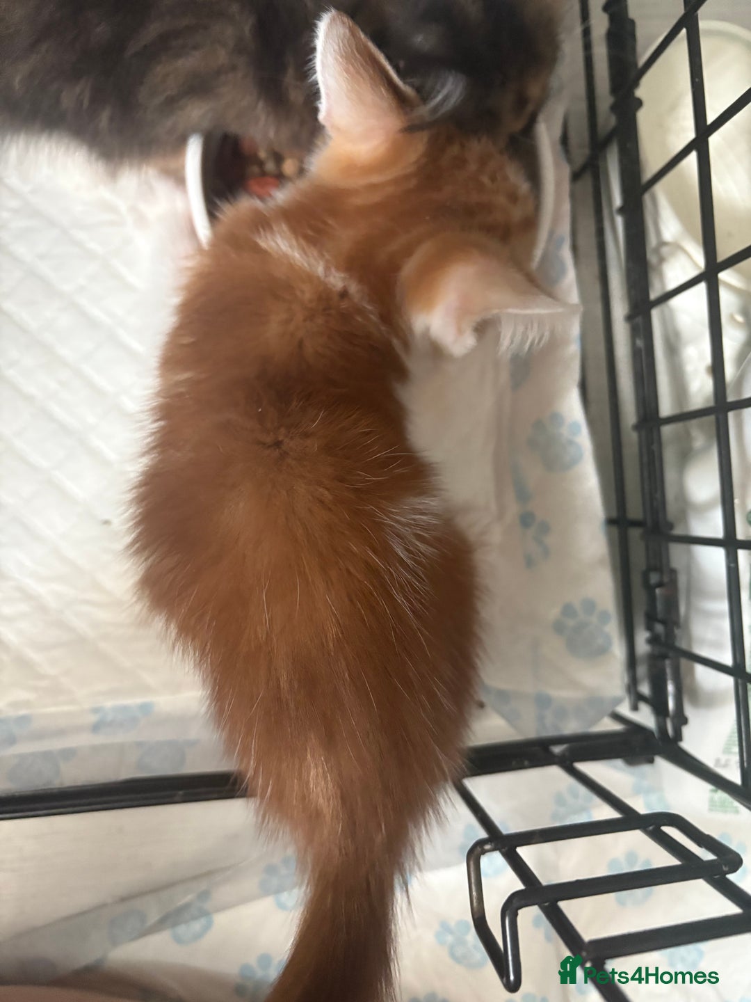 Mixed Breed cats for sale: Only 3 kittens left! - Image 31