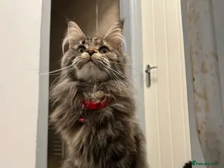 Maine Coon cats Pure breed Maincoon - Advert 2