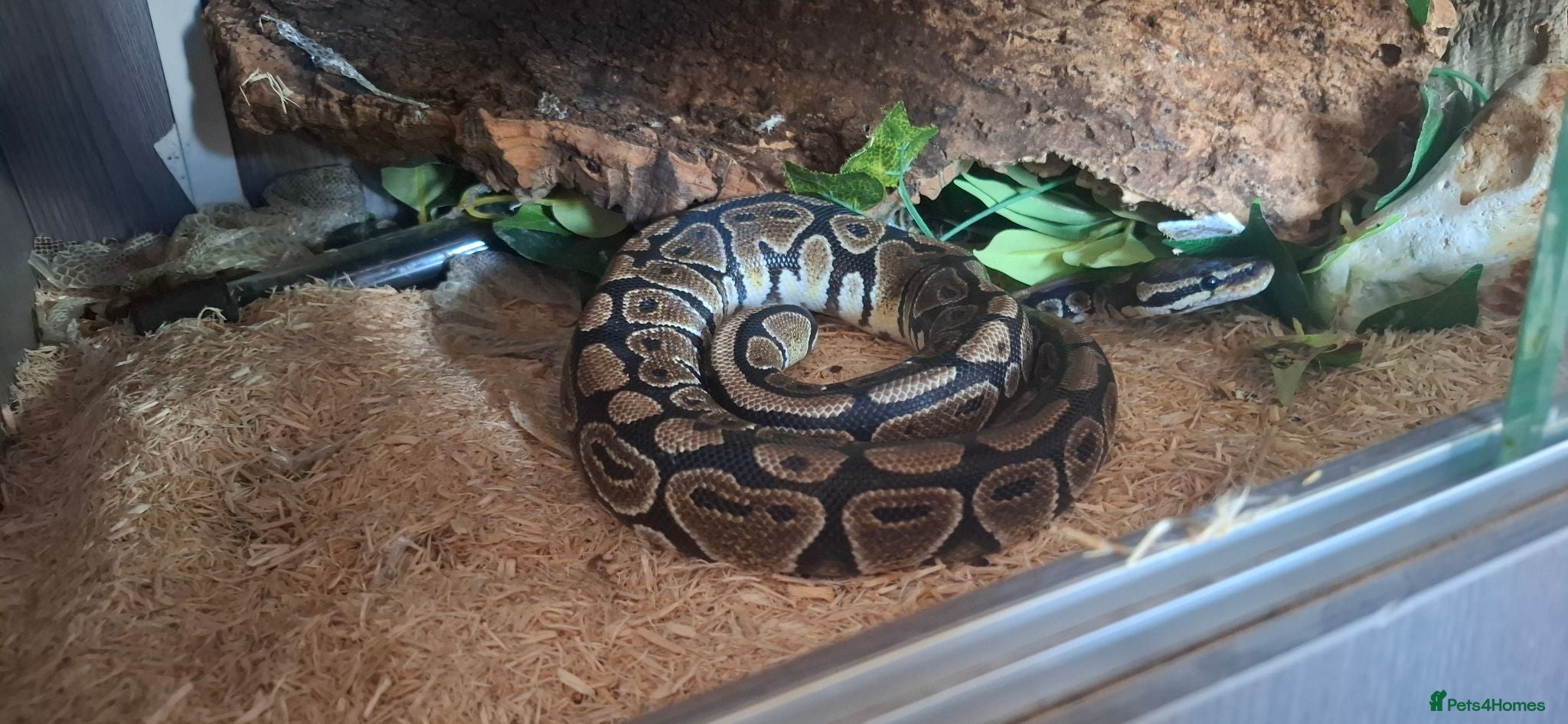 Python Snake reptiles Ruby the Royal python and full set up - Advert 1