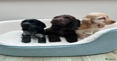 Cocker Spaniel dogs - Advert 2