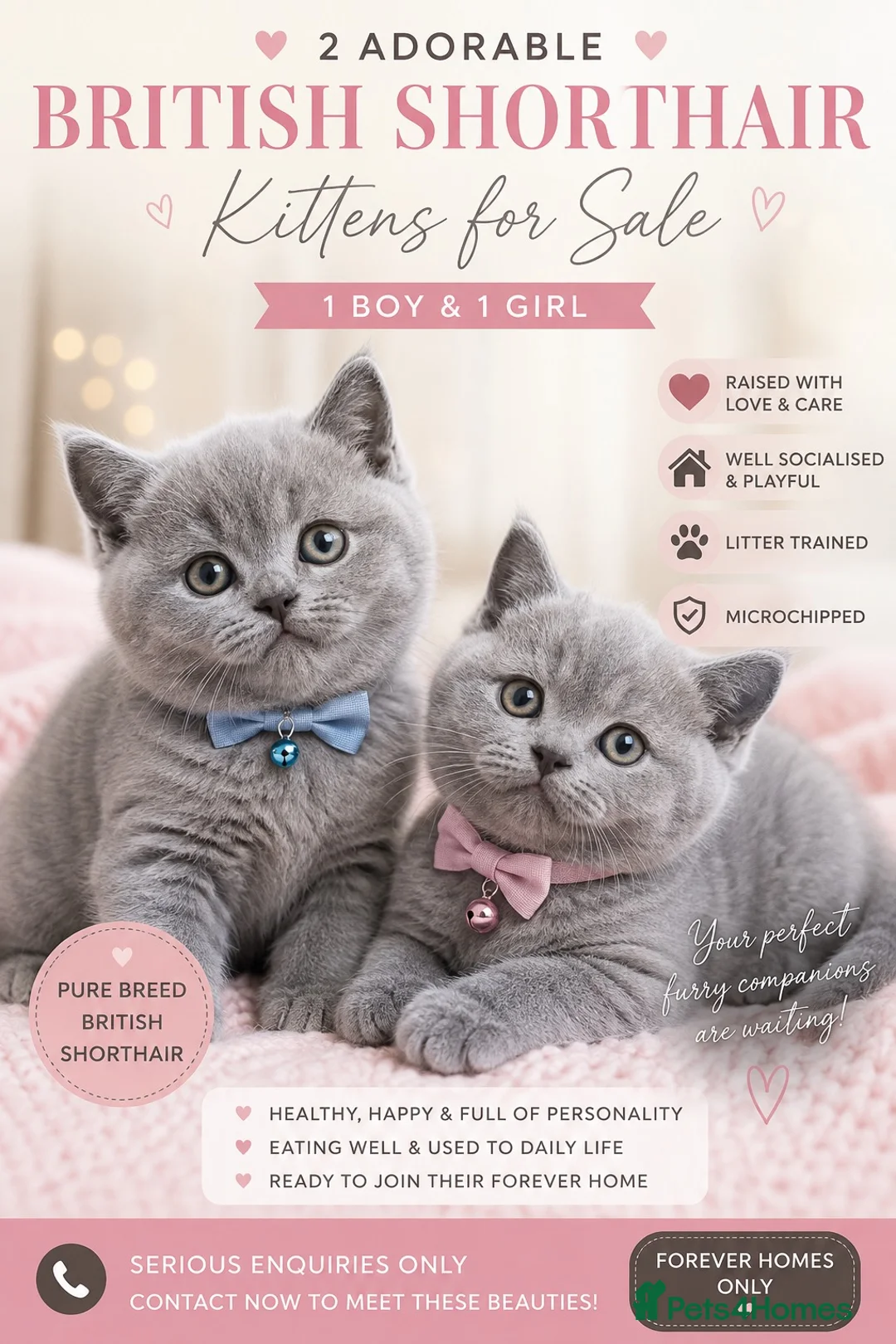 British Shorthair cats for sale: British short haired kitten in Nelson - Advert 1