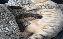 Bengal cats for sale: F1 Bengal Kittens, born 30/07/2025 ready Sept - Image 3