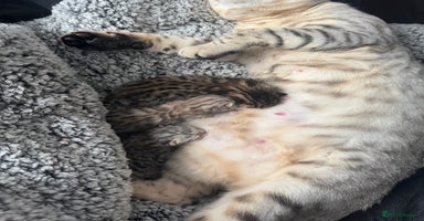 Bengal cats - Advert 3