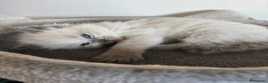 Ragdoll 2