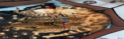 Bengal cats for sale: 🐾 Purebred Bengal Kittens for Sale 🐾 - Advert 19