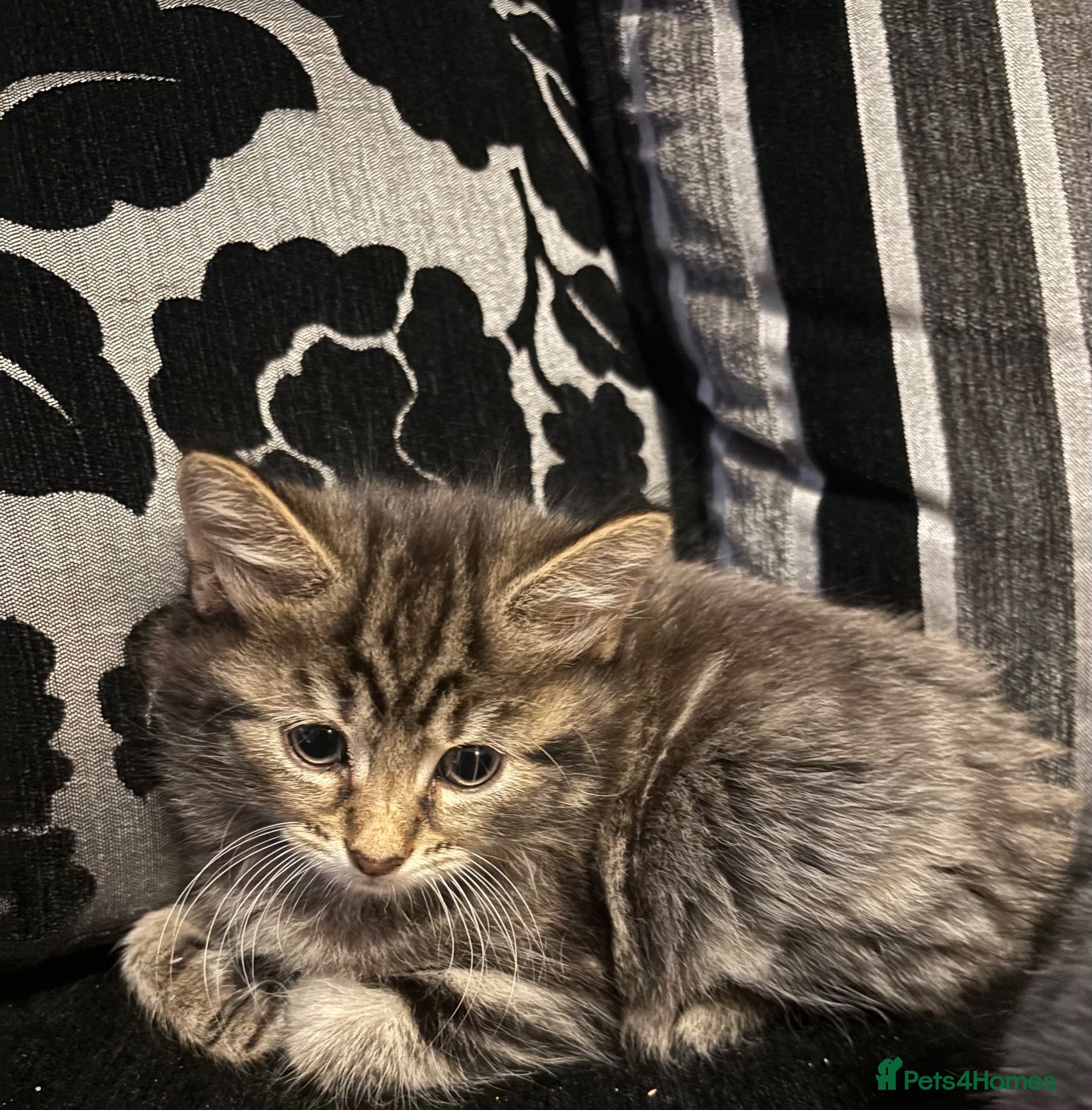 Mixed Breed cats 😍 Cute Kittens For Sale 😍 - Advert 23
