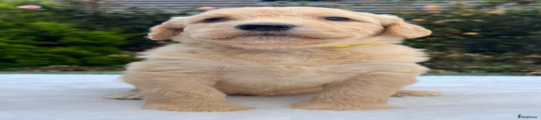 Labradoodle Puppy 6