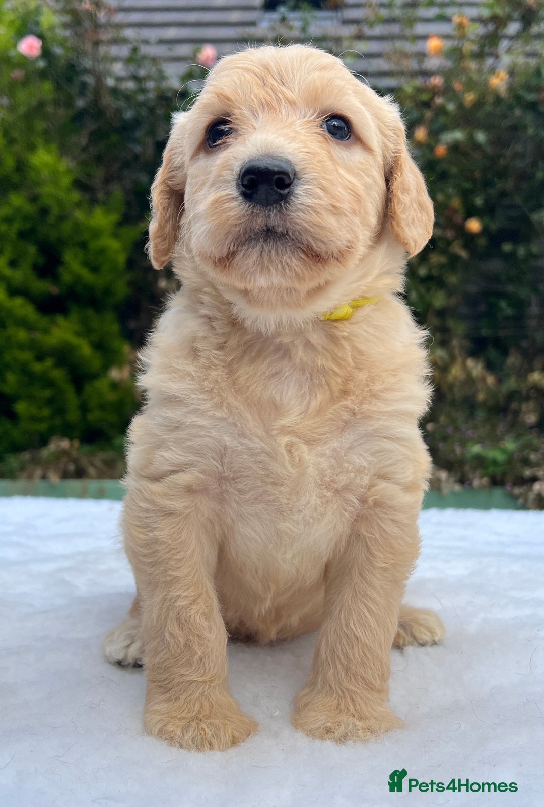 Labradoodle dogs for sale: F1 labradoodle  - Image 5