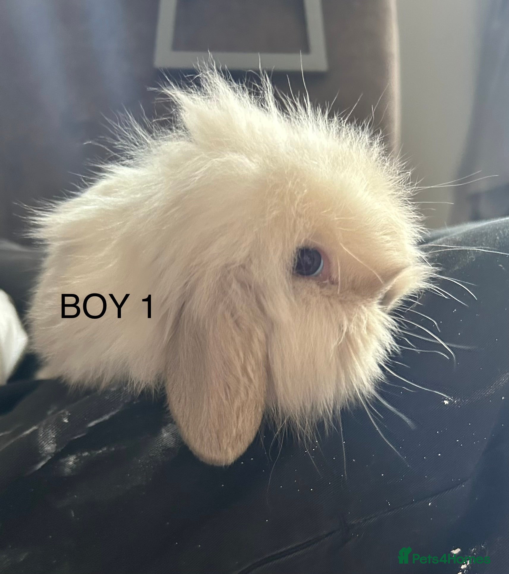 Mixed Breed rabbits Mixed breed baby rabbits - Advert 2