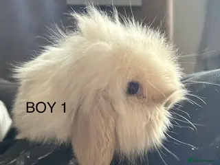 Mixed Breed rabbits Mixed breed baby rabbits - Advert 1