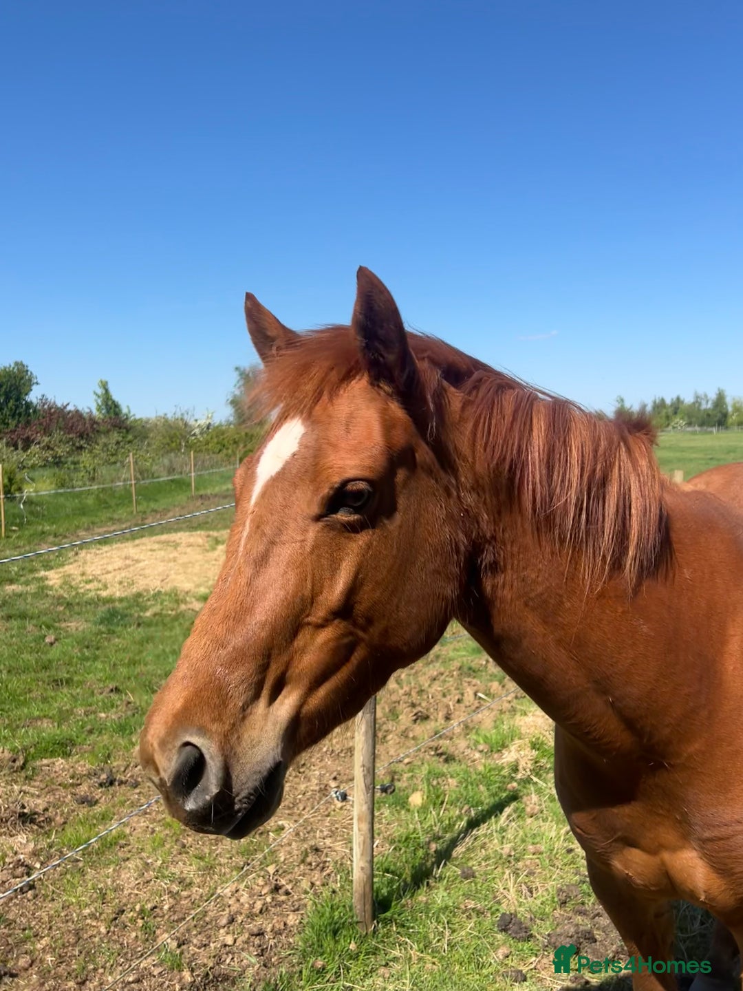 American Quarter horses for sale: 2021 Quarter Horse Mare for Sale - Image 5