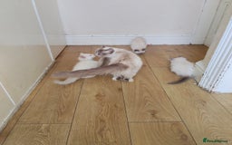 Ragdoll cats for sale: 3 male and 1 female Ragdoll cats for sale - Image 6