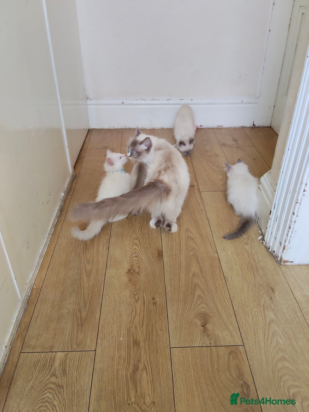 Ragdoll cats for sale: 3 male and 1 female Ragdoll cats for sale - Image 6