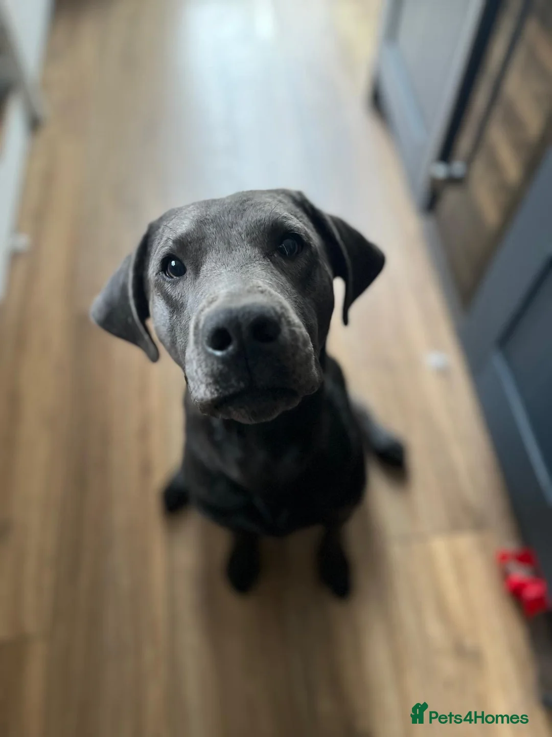 Labrador Retriever dogs for stud: Charcoal Labrador For Stud - Advert 2