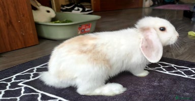 Mini Lop rabbits - Advert 11