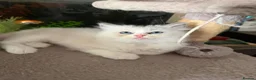 Ragdoll cats for sale: Beautiful Ragdoll kittens in Loughton - Advert 8