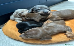 Dachshund dogs for sale: 5 stunning Dachshund puppies - Image 31