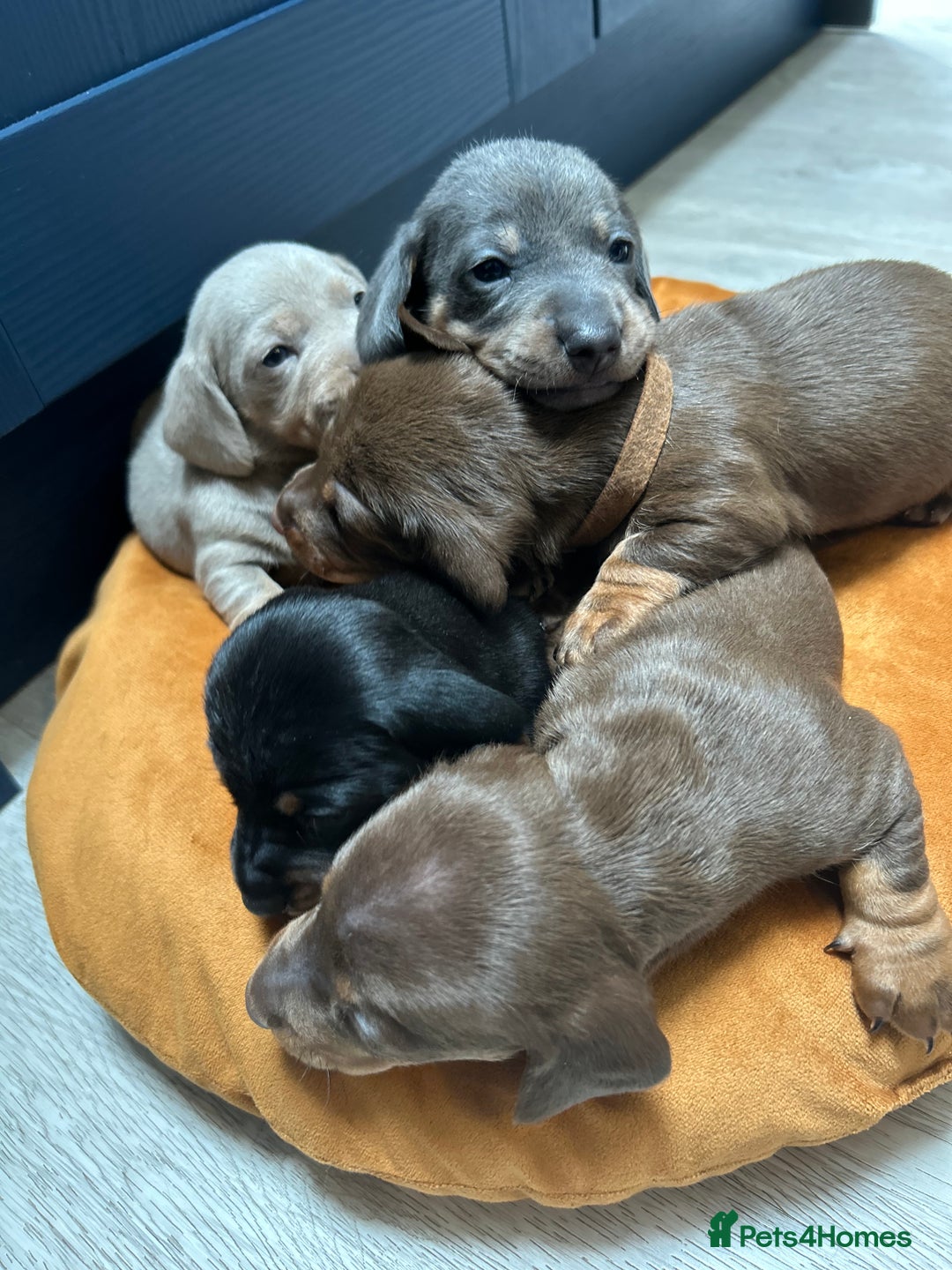 Dachshund dogs for sale: 5 stunning Dachshund puppies - Image 31
