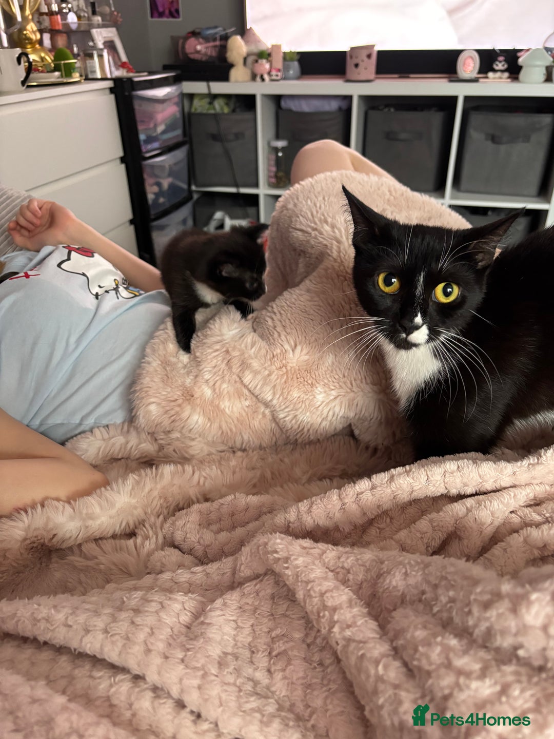 Mixed Breed cats for sale: Kittens for sale  - Image 9