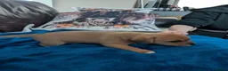 Jack Chi dogs for sale: 7 Jack Chi Puppies - Advert 10