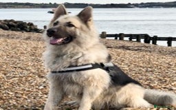 German Shepherd dogs for stud: silver sable, proven, health tested, kc reg. in Royston - Image 7