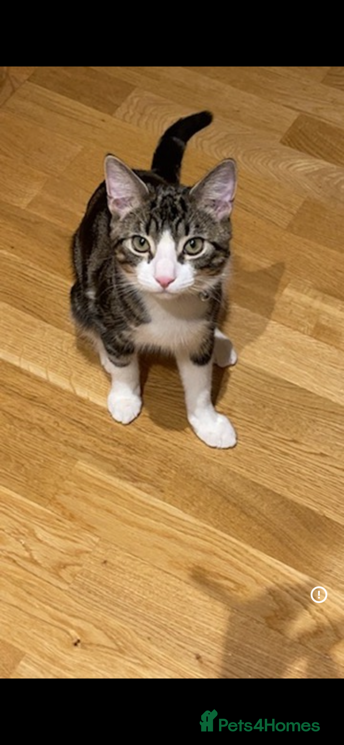 Oriental cats Sweet tabby  - Advert 1