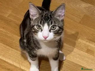 Oriental cats Sweet tabby - Advert 8