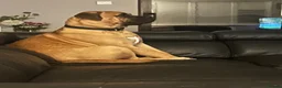 Bullmastiff dogs for stud: KC Registered Bullmastiff Sire  - Advert 5