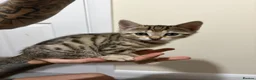 Bengal cats for sale: Bengal Mix kittens 🐱  in Hinckley - Advert 18