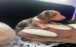 Miniature Dachshund dogs for sale: Beautiful litter of miniature dachshunds - Image 14