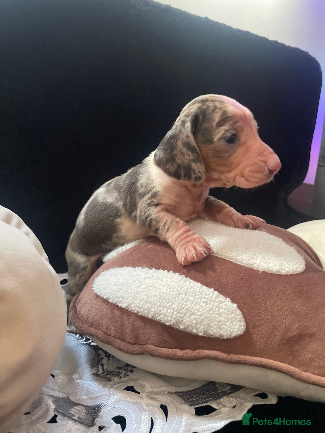 Miniature Dachshund dogs for sale: Beautiful litter of miniature dachshunds - Image 14