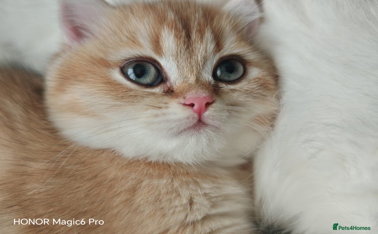 British Shorthair cats - Advert 15