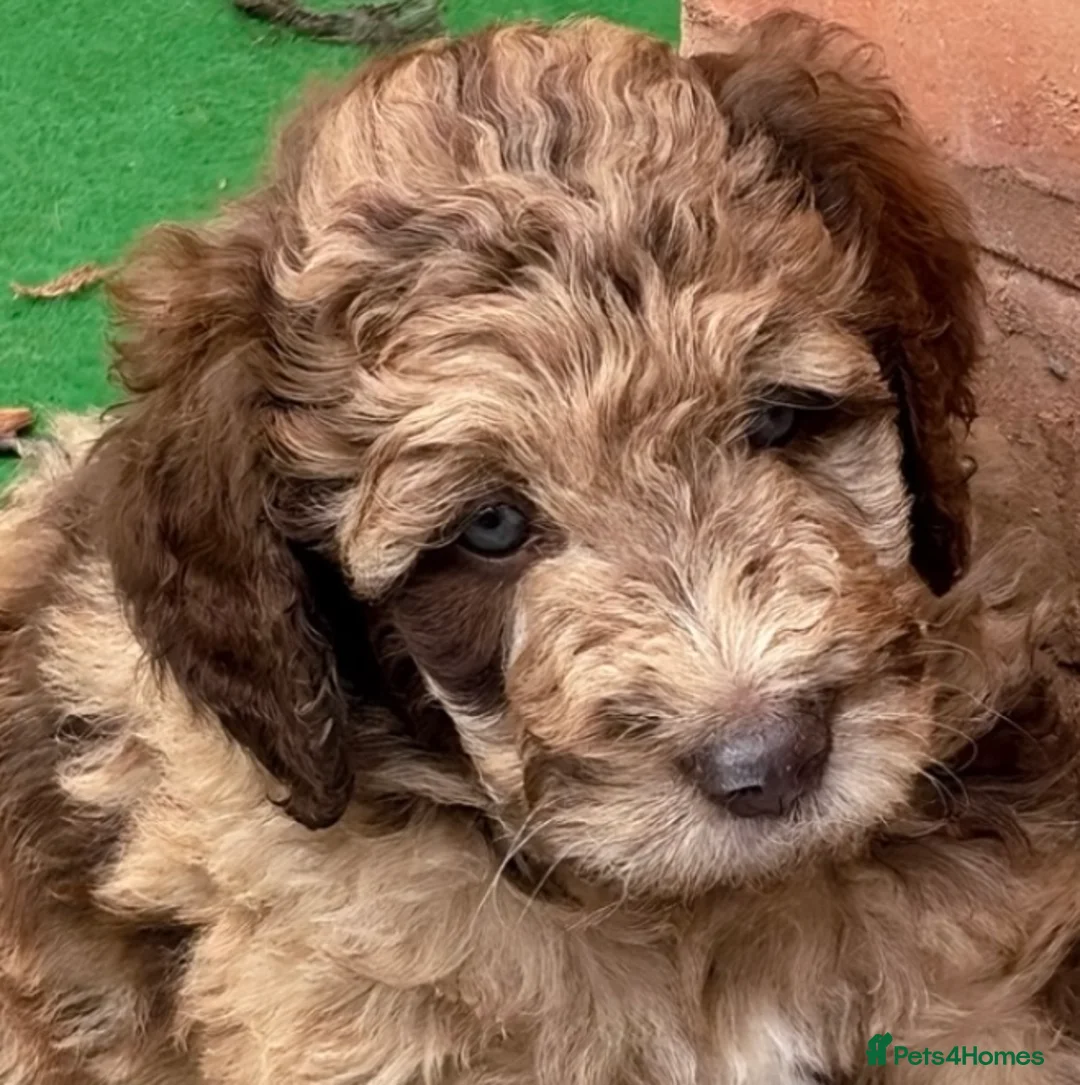 Goldendoodle dogs for sale: F1B golden doodles expected  in Sutton Coldfield - Advert 13