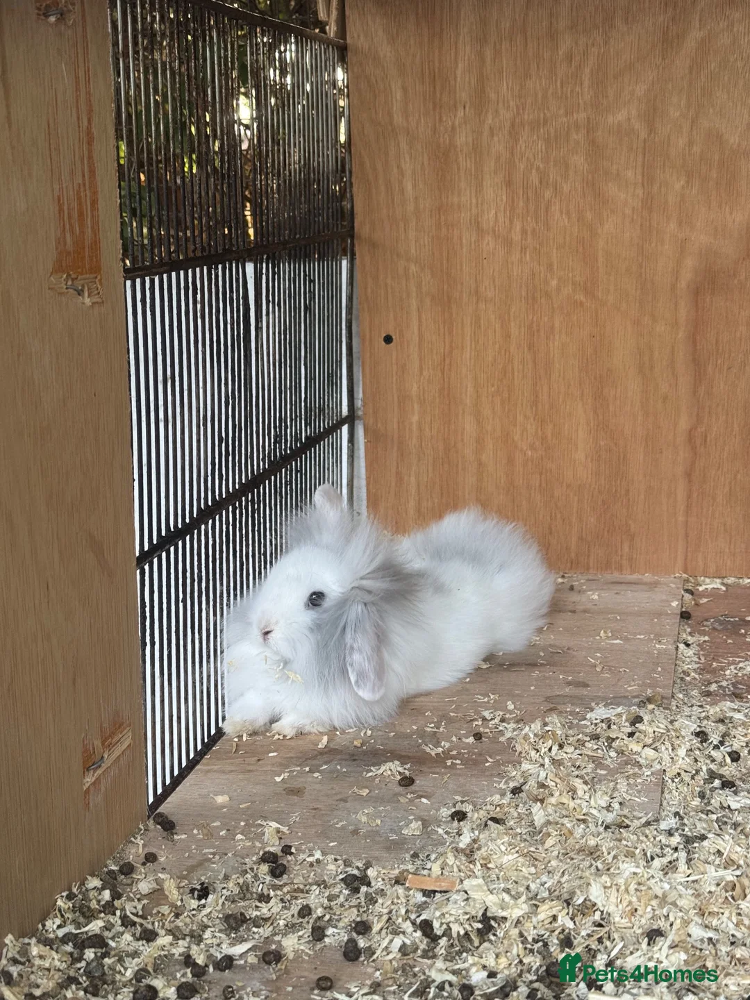 Mixed Breed rabbits for sale: rabbits  - Advert 2