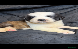 Saint Bernard dogs for sale: Saint Bernard puppies  - Image 11