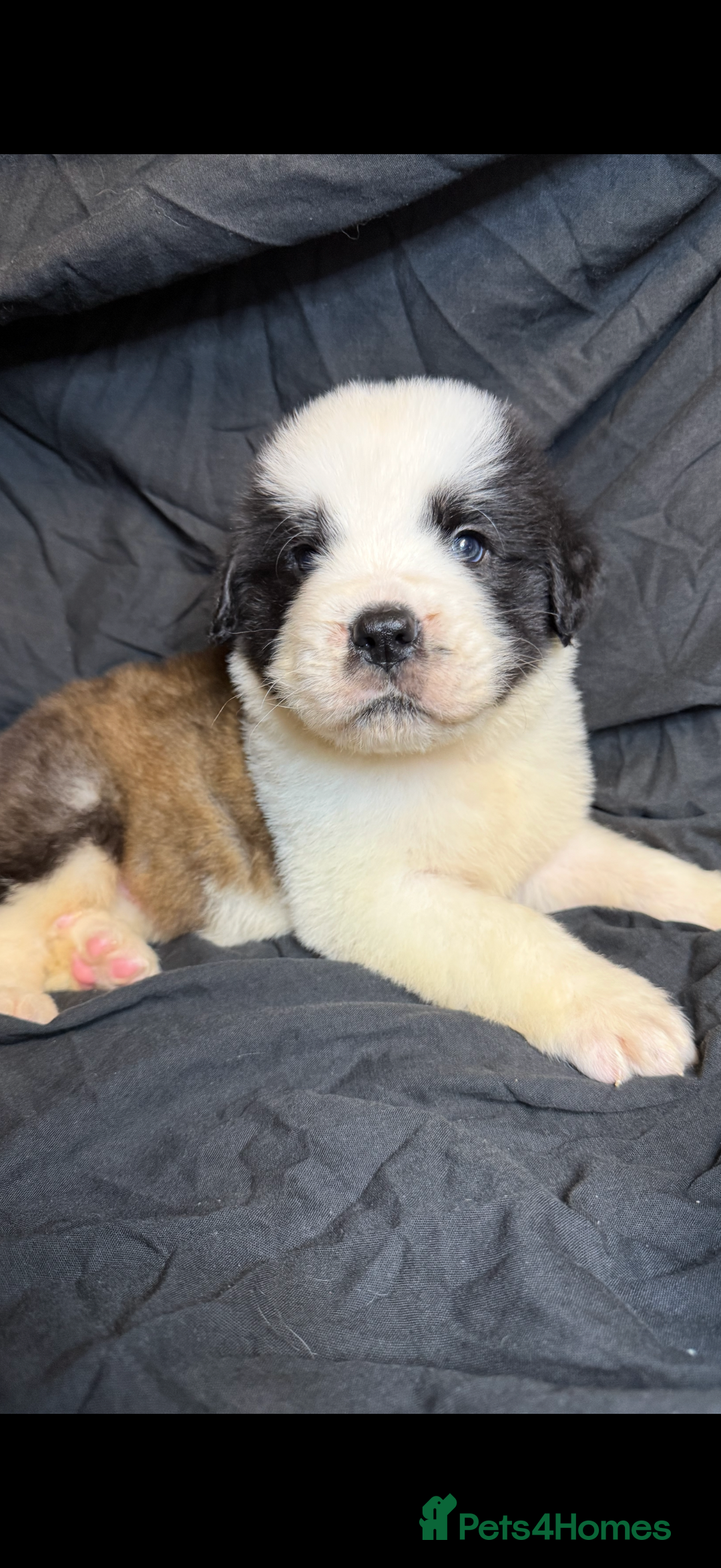 Saint Bernard dogs for sale: Saint Bernard puppies  - Image 11