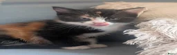Mixed Breed cats for sale: Stunning female kitten LAST REMAINING  - Advert 3