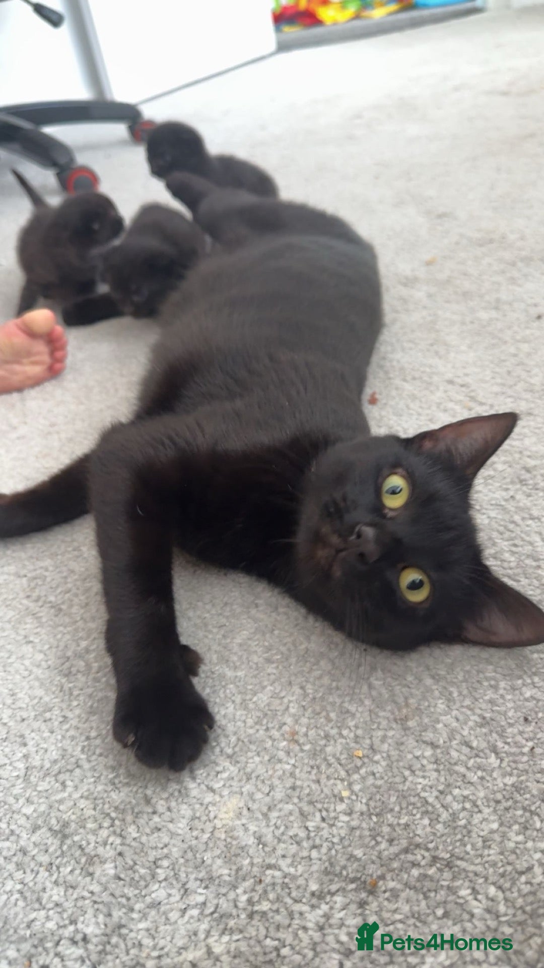 British Shorthair cats Beautiful Black British Shorthair Kittens - Advert 2