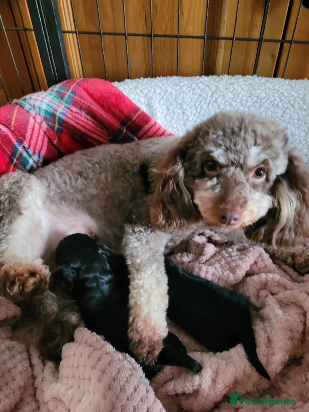 Cavapoo dogs for sale: Beautiful Cavapoo puppies  in Saint Asaph - Advert 1